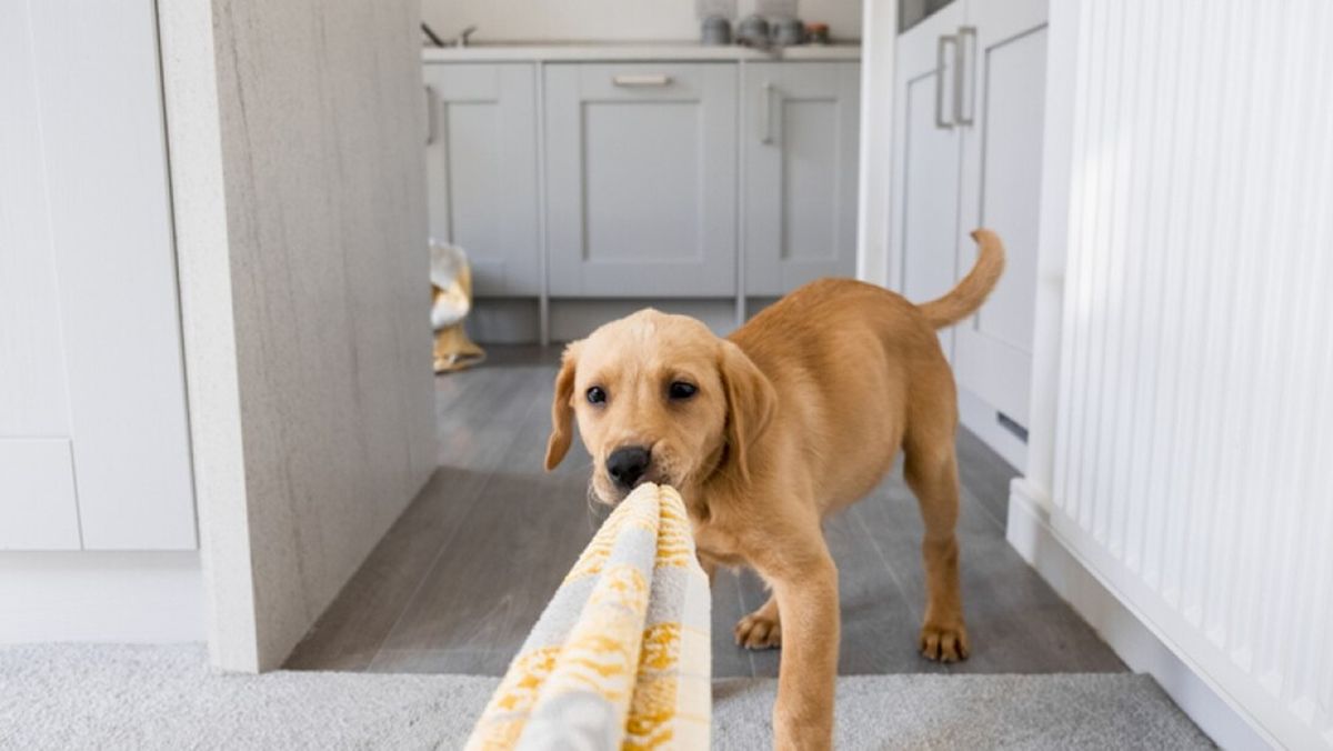 Cómo hacer un juguete para tu perro usando toallas viejas: idea barata y efectiva