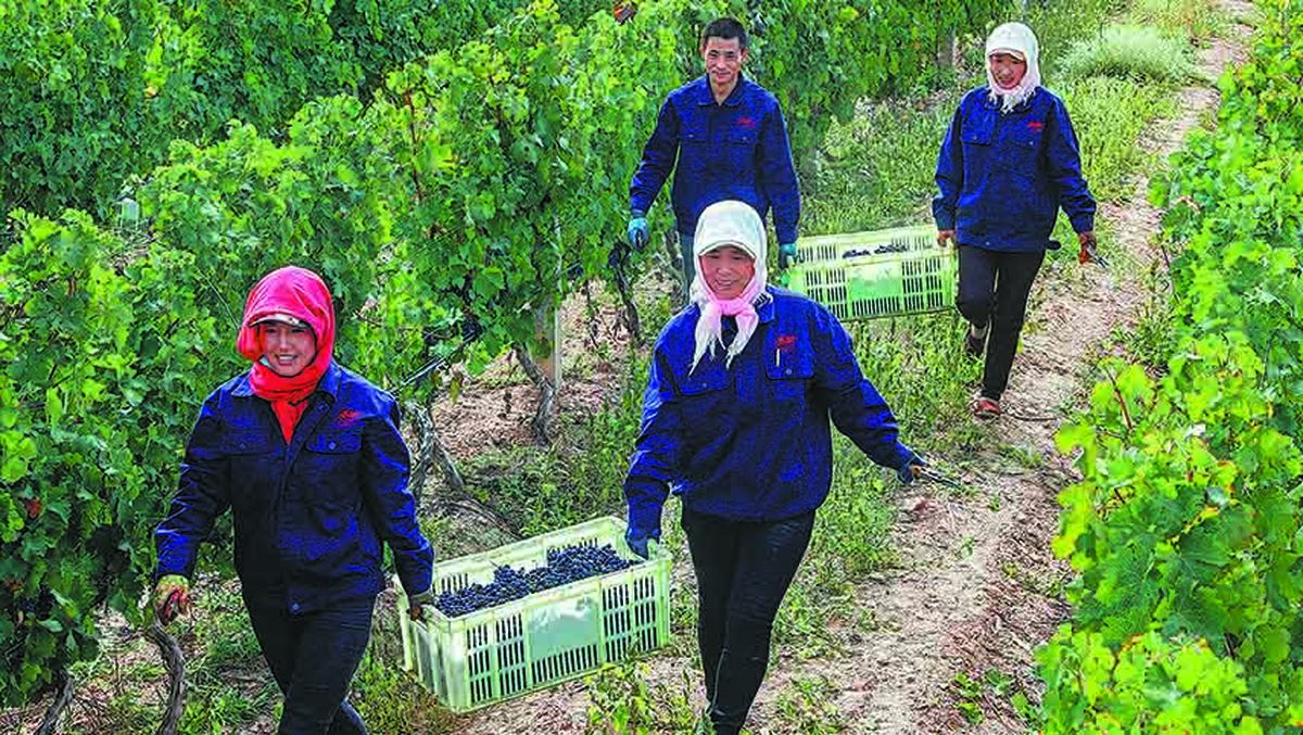 Unos trabajadores llevan uvas cosechadas en un viñedo en el condado de Yongning