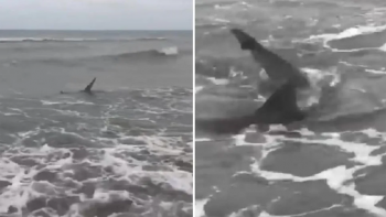 Aparecieron tiburones en la costa de Monte Hermoso y generó pánico entre los turistas