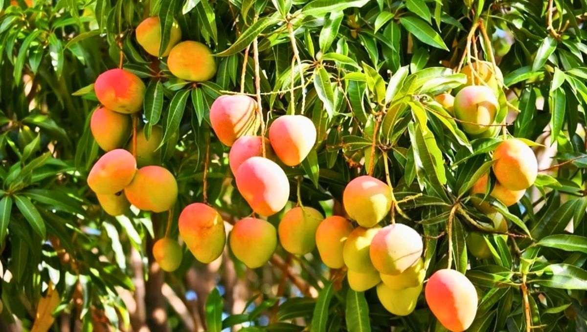 De India al mundo: el recorrido del mango De India al mundo: el recorrido del mango