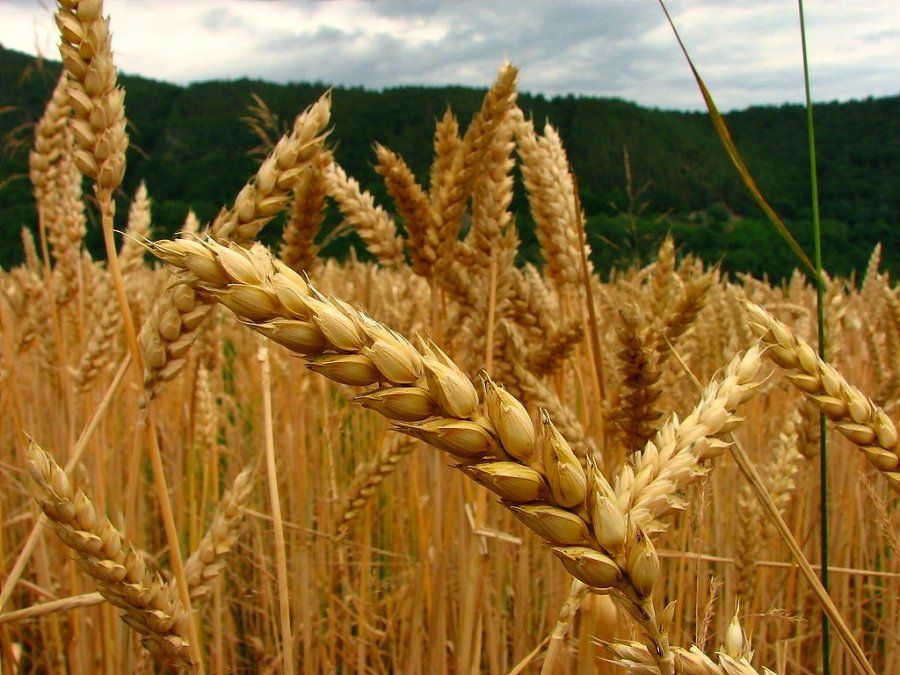 El aumento del trigo a nivel internacional fue una de las primeras consecuencias económicas de la guerra en Ucrania.