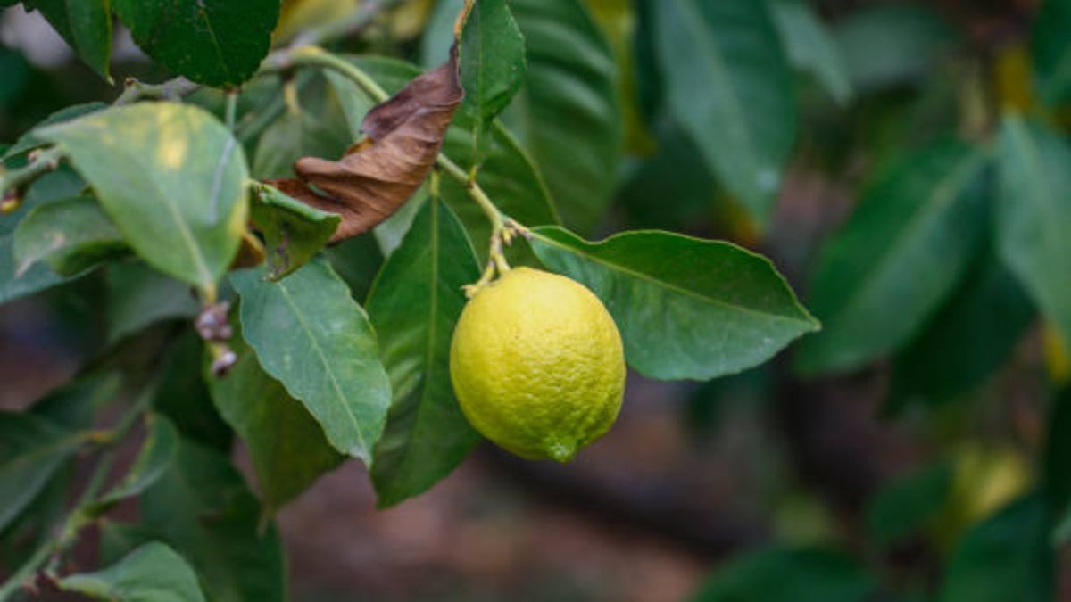 Descubrí el significado de encontrar lombrices en el sustrato del árbol frutal.
