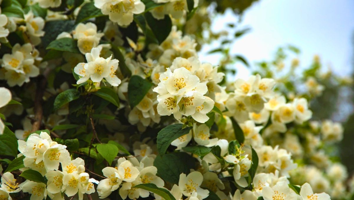 El tiempo que tarda el jazmín en florecer dependerá del tipo de plantación que hiciste. El tiempo que tarda el jazmín en florecer dependerá del tipo de plantación que hiciste.