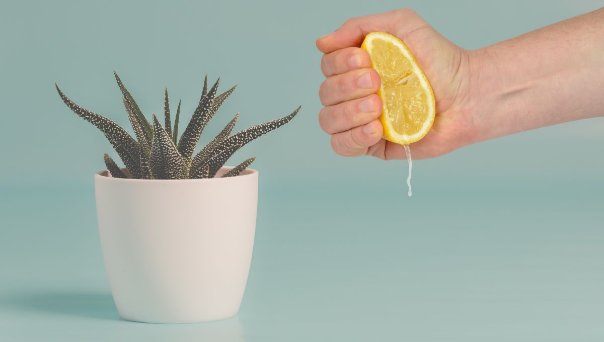 Cómo revivir las plantas secas usando un chorrito de limón