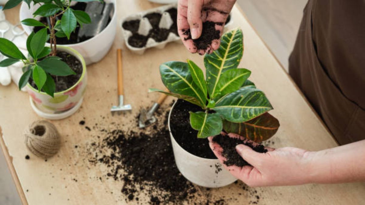 3 trucos de jardinería con un desecho de cocina para darle vida a las plantas de interior