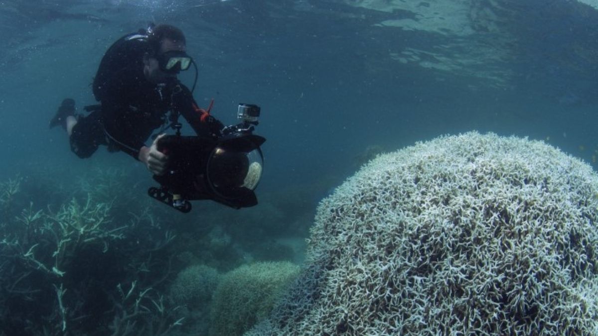 Documentación de blanqueados en la Gran Barrera de Coral de Australia (Imagen: The Ocean Agency / The Ocean Image Bank). Documentación de blanqueados en la Gran Barrera de Coral de Australia (Imagen: The Ocean Agency / The Ocean Image Bank).