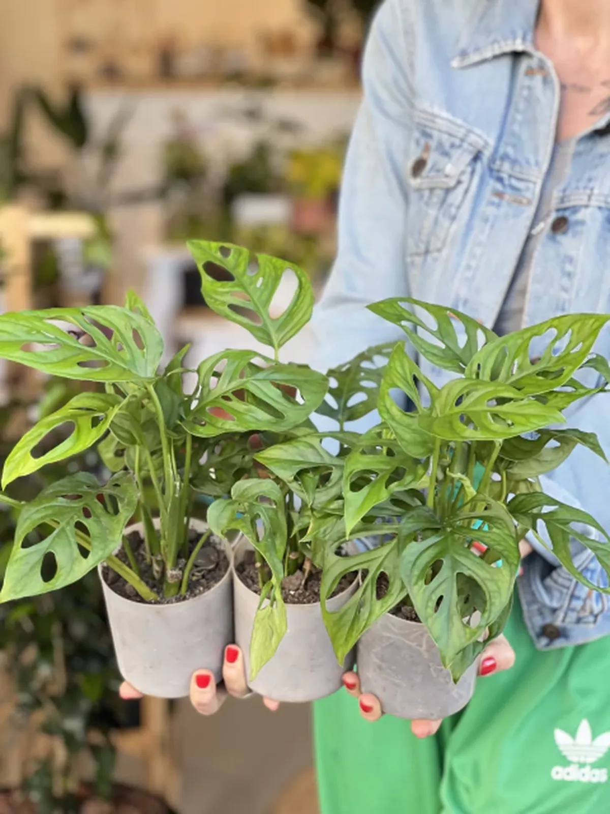 Un filodendro en la mesada aporta un verde intenso y ayuda a mantener el aire limpio mientras cocinas.