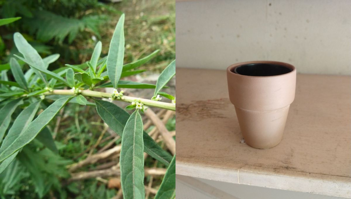 Como tener y cuidar una planta de burrito en casa.&nbsp;