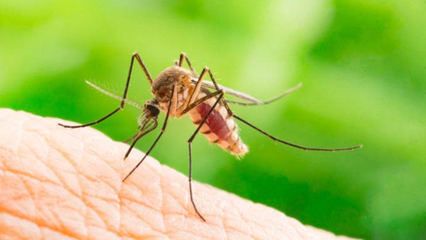 La explicación de porqué los mosquitos pican a los humanos desde hace miles de años