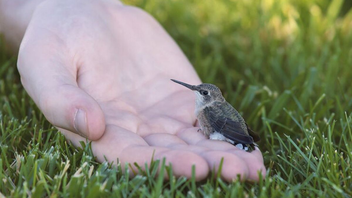 Hay quienes creen que si un colibrí se te acerca, es de muy buen augurio. Hay quienes creen que si un colibrí se te acerca, es de muy buen augurio. 