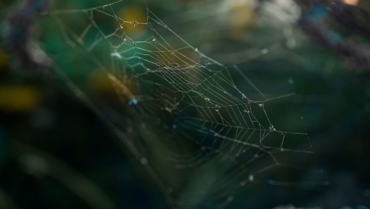 Telaraña. Telaraña.