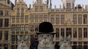 Usan gatos para atraer turistas a Bruselas