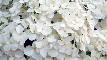La planta trepadora que se convierte en una cascada de flores blancas este junio