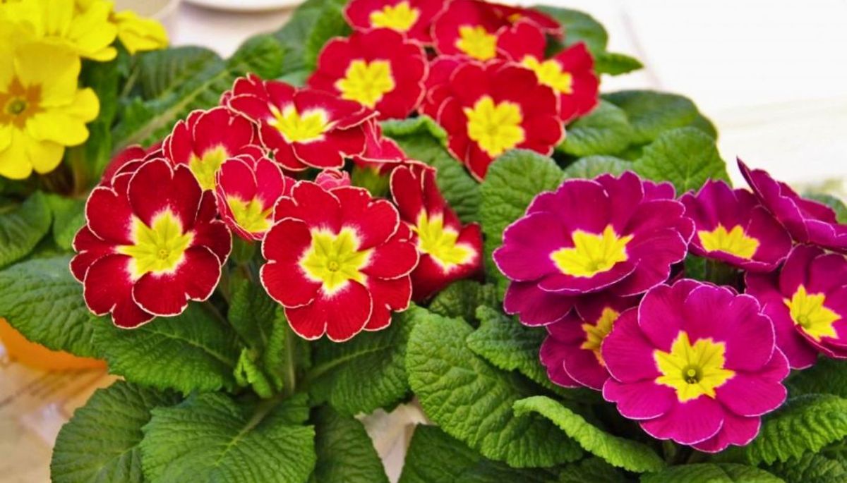 La prímula requiere poco mantenimiento y se adapta fácil a diferentes climas. La prímula requiere poco mantenimiento y se adapta fácil a diferentes climas.