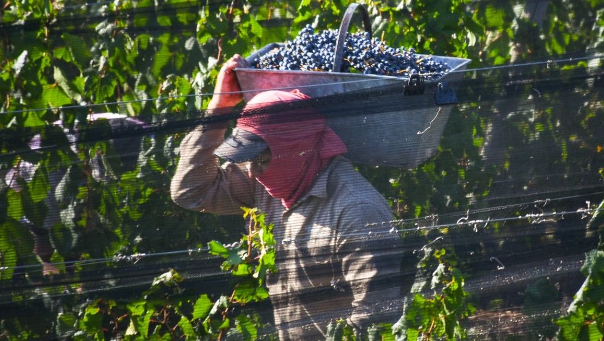 El presidente de la Cámara de Comercio de Tupungato pidió una ley para fijar el precio de la uva