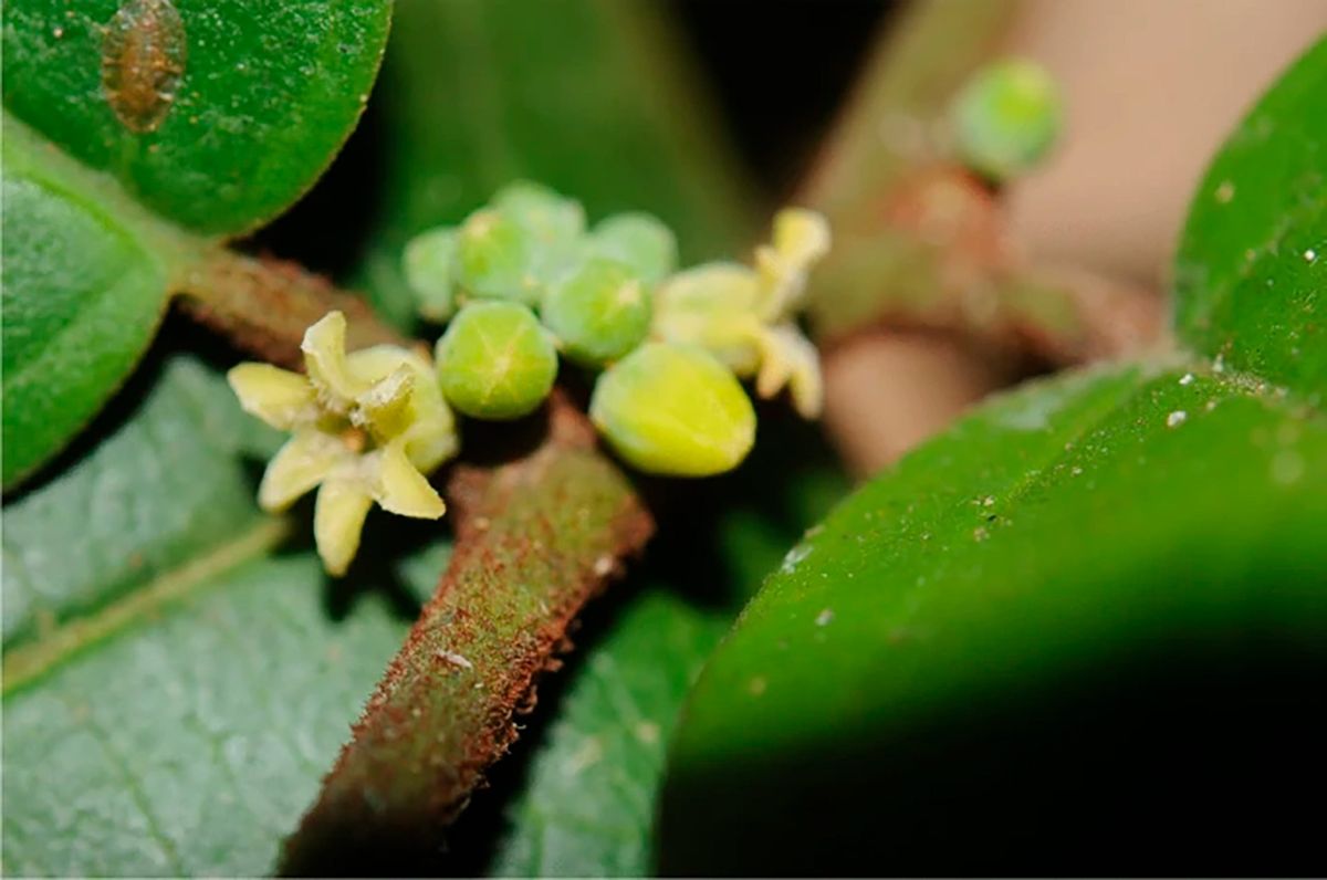 Cada año se descubren nuevas especies. Cada año se descubren nuevas especies.