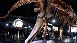 Patagotitan mayorum: el dinosaurio más grande del mundo es argentino