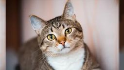 Día Internacional del Gato: por qué se celebra este 8 de agosto