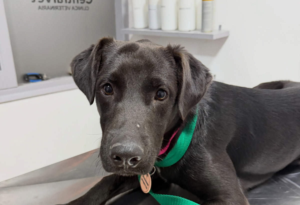 Rufina. La perrita se recupera tras recibir maltrato.