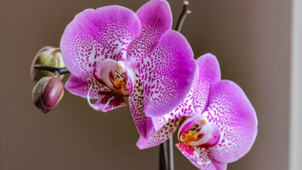 Este abono casero ayudará a florecer tus orquídeas antes de primavera. Este abono casero ayudará a florecer tus orquídeas antes de primavera.