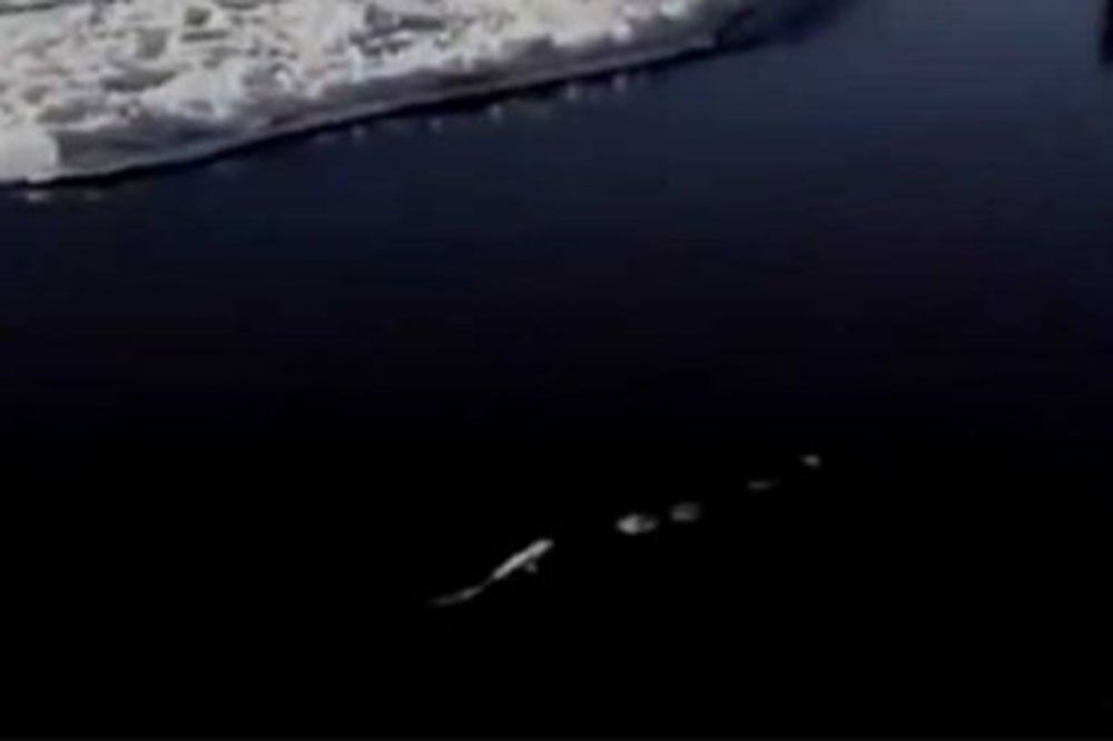 Video: extraña criatura en un lago de Alaska