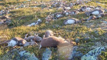 Impactante: un rayo aniquiló a más de 300 renos en Noruega