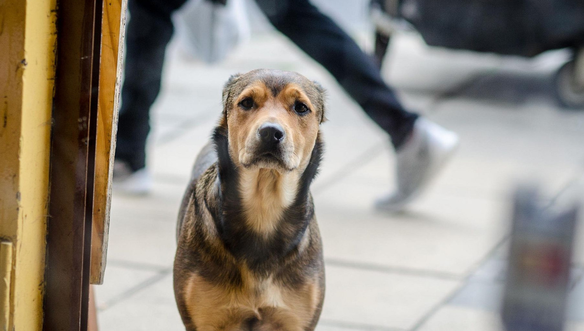 Cuánto puede tardar mí perro en olvidarme