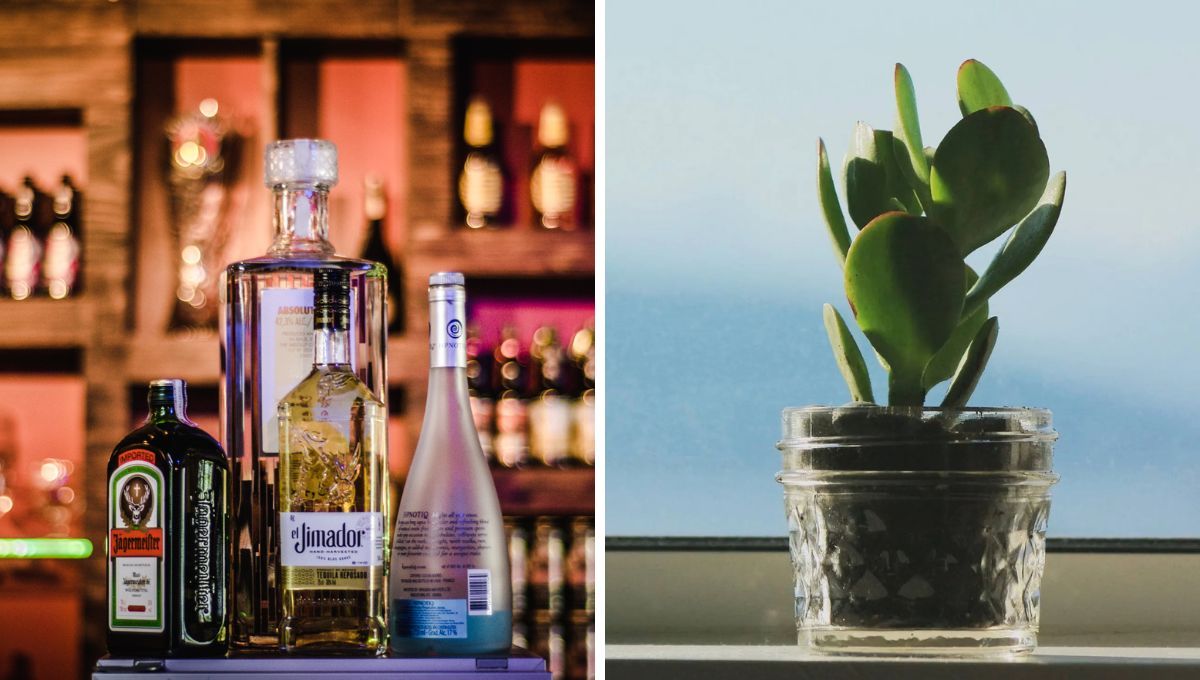 Árbol de Jade: un poco de esta bebida alcohólica mejorará la apariencia de tu suculenta