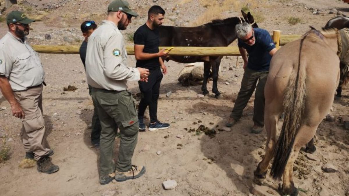 El operativo se realizó principalmente en el Parque Provincial Aconcagua