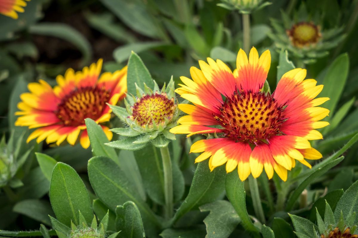 Esta planta ornamental es ideal para jardines de otoño y verano.