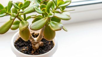 Árbol de jade: el elemento que ayudará a que la planta no se enferme en verano Árbol de jade: el elemento que ayudará a que la planta no se enferme en verano