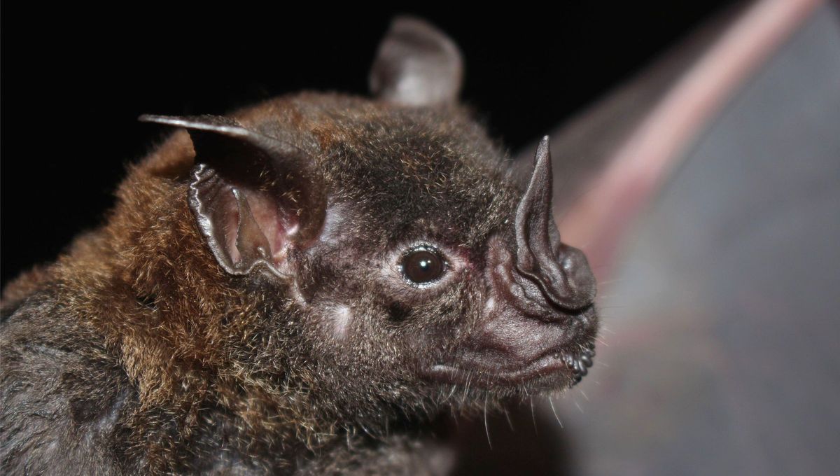Podemos clasificar a los mamíferos entre mamíferos terrestres (viven en tierra), mamíferos marinos (viven en el mar) y mamíferos voladores (viven en el aire y los árboles). Podemos clasificar a los mamíferos entre mamíferos terrestres (viven en tierra), mamíferos marinos (viven en el mar) y mamíferos voladores (viven en el aire y los árboles).