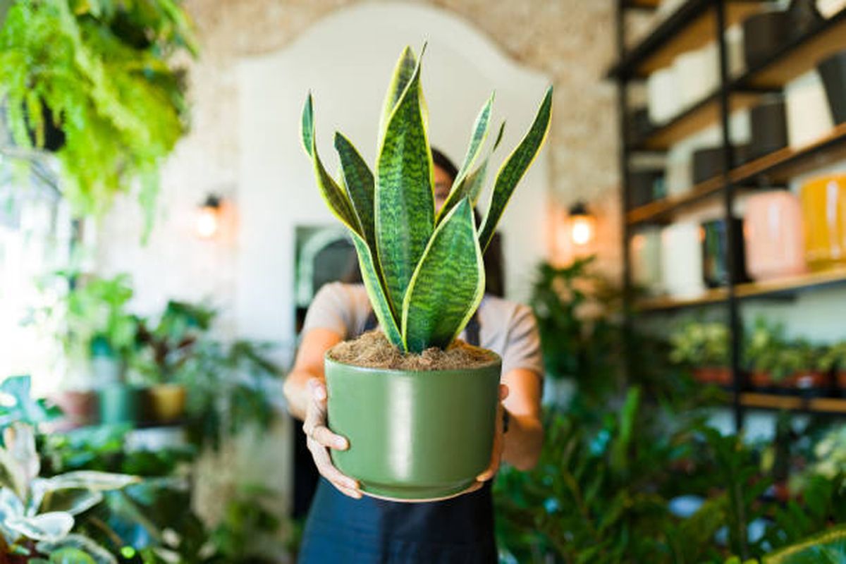 C&oacute;mo elegir la maceta ideal para la sansevieria.
