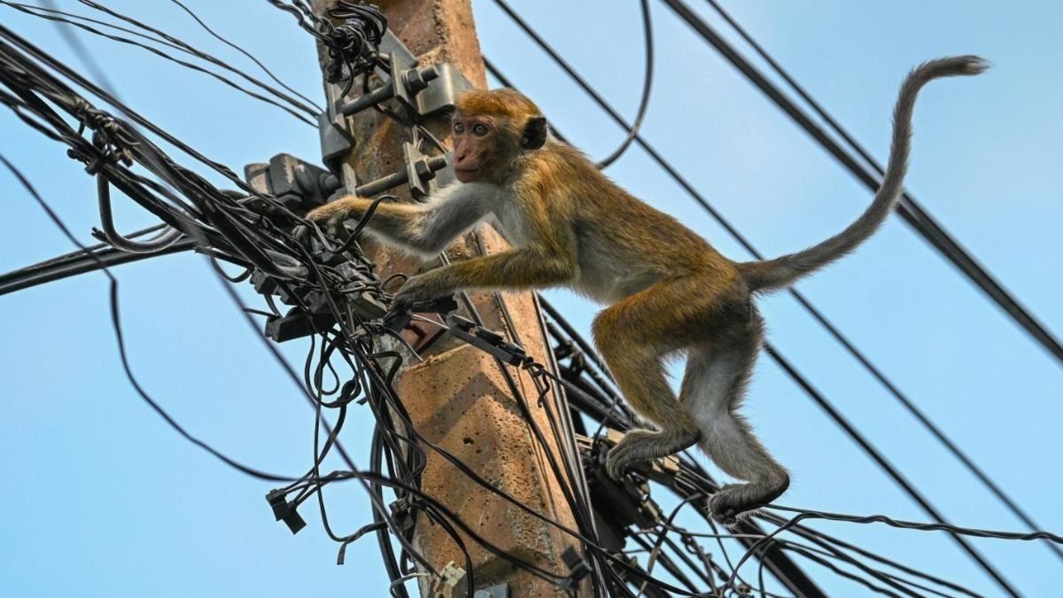 El mono travieso de Sri Lanka.