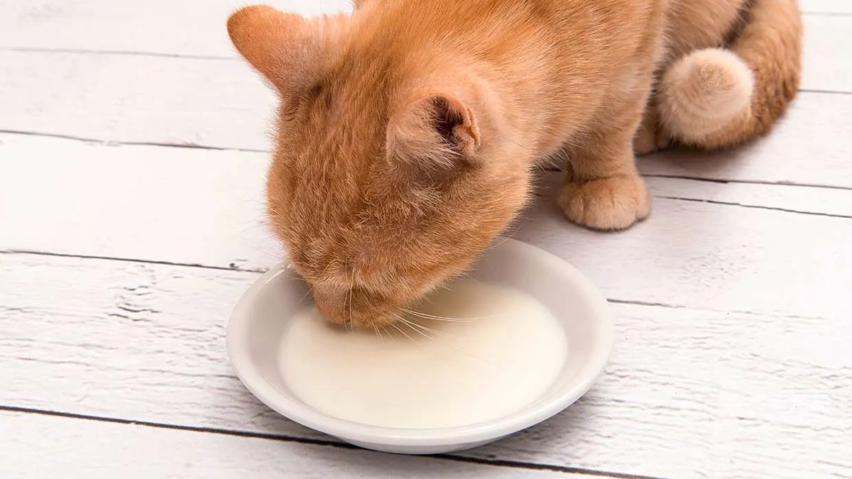 ¡Fin del misterio! se reveló si hay que darle o no leche a los gatos