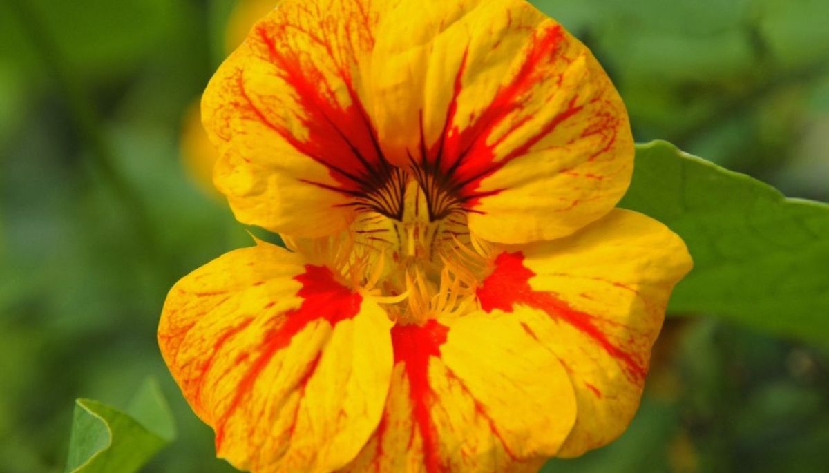 Esta planta tiene flores de colores llamativos, amarillo, naranja, rojo e incluso algunas tienen pétalos combinados. Imagen: Hogarmania.&nbsp;
