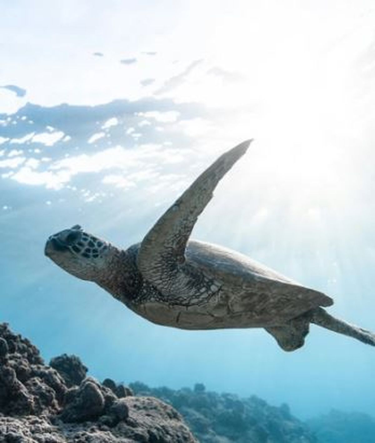 El tortugo Jorge nadó hasta Brasil y continúa su vida en buen estado de salud. El tortugo Jorge nadó hasta Brasil y continúa su vida en buen estado de salud.