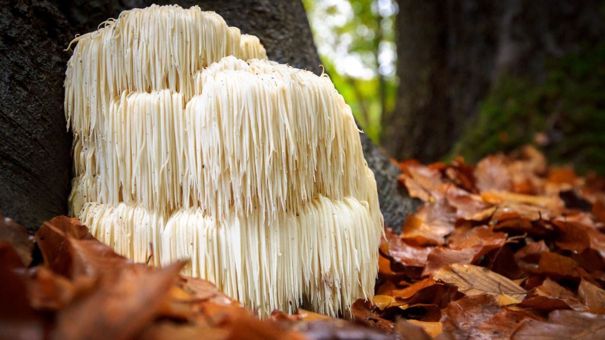 El Hericium erinaceus es un hongo con compuestos bioquímicos que regeneran las neuronas y fortalecen el hipocampo El Hericium erinaceus es un hongo con compuestos bioquímicos que regeneran las neuronas y fortalecen el hipocampo