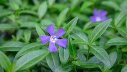 Esta planta podrá reemplazar al césped perfectamente. Foto: Unsplash