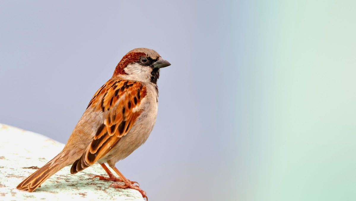 Que aparezca un gorrión en tu casa significa buena suerte, protección espiritual y armonía en el hogar Que aparezca un gorrión en tu casa significa buena suerte, protección espiritual y armonía en el hogar