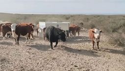 recibio el campo de su padre, no daba plata, cambio la forma de manejarlo y hoy enfrenta la sequia en el desierto
