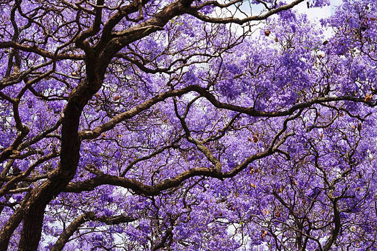 Este árbol nativo de México crece hasta 20 metros. Este árbol nativo de México crece hasta 20 metros.