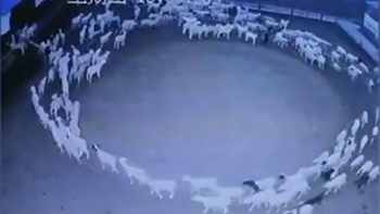 Video viral: un rebaño de ovejas caminó en círculo durante días y sembró el desconcierto