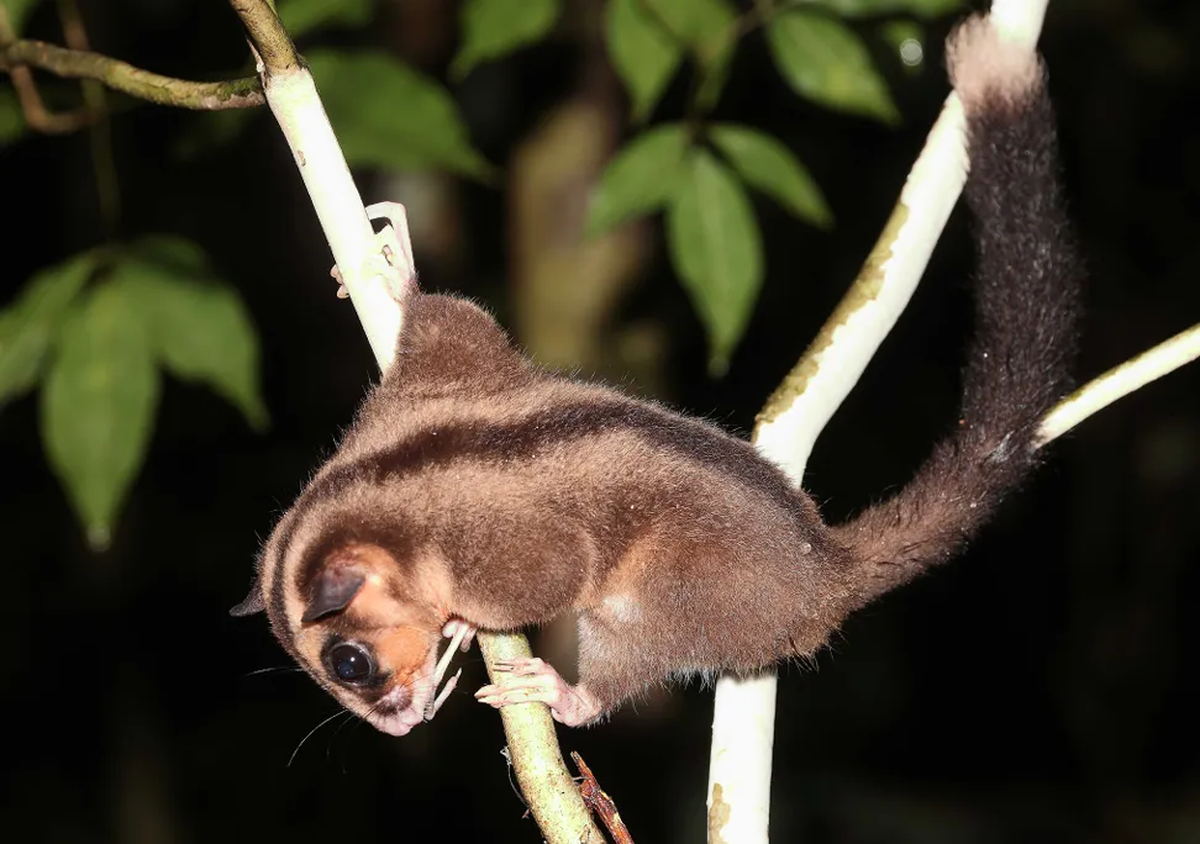 El descubrimiento se realiz&oacute; en una isla, y creen que las especies no pueden sobrevivir fuera de ella.