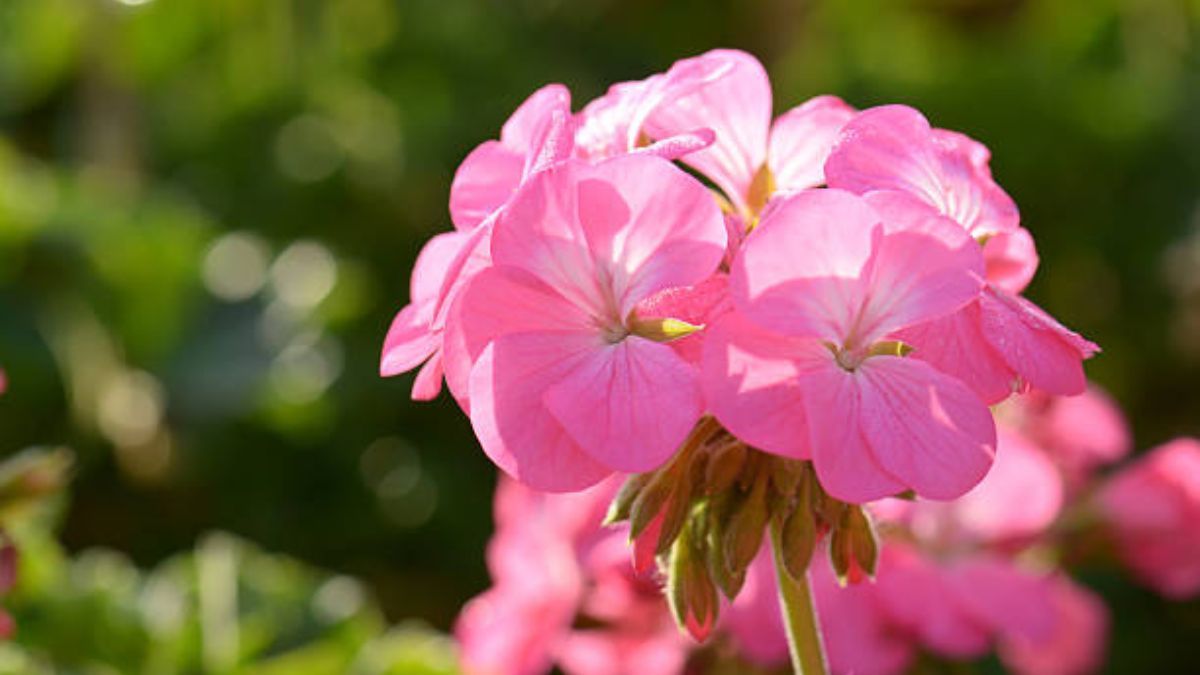 Las flores de esta planta potenciarán la belleza de tu jardín.