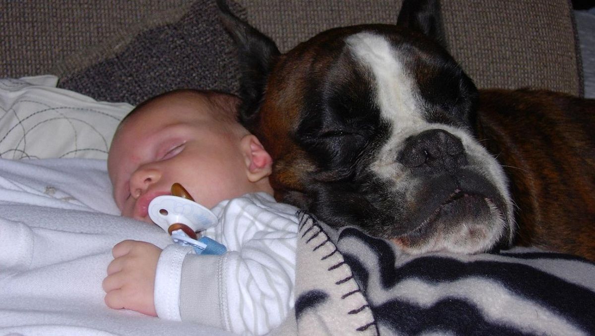 El Boxer nunca se despegará del niño