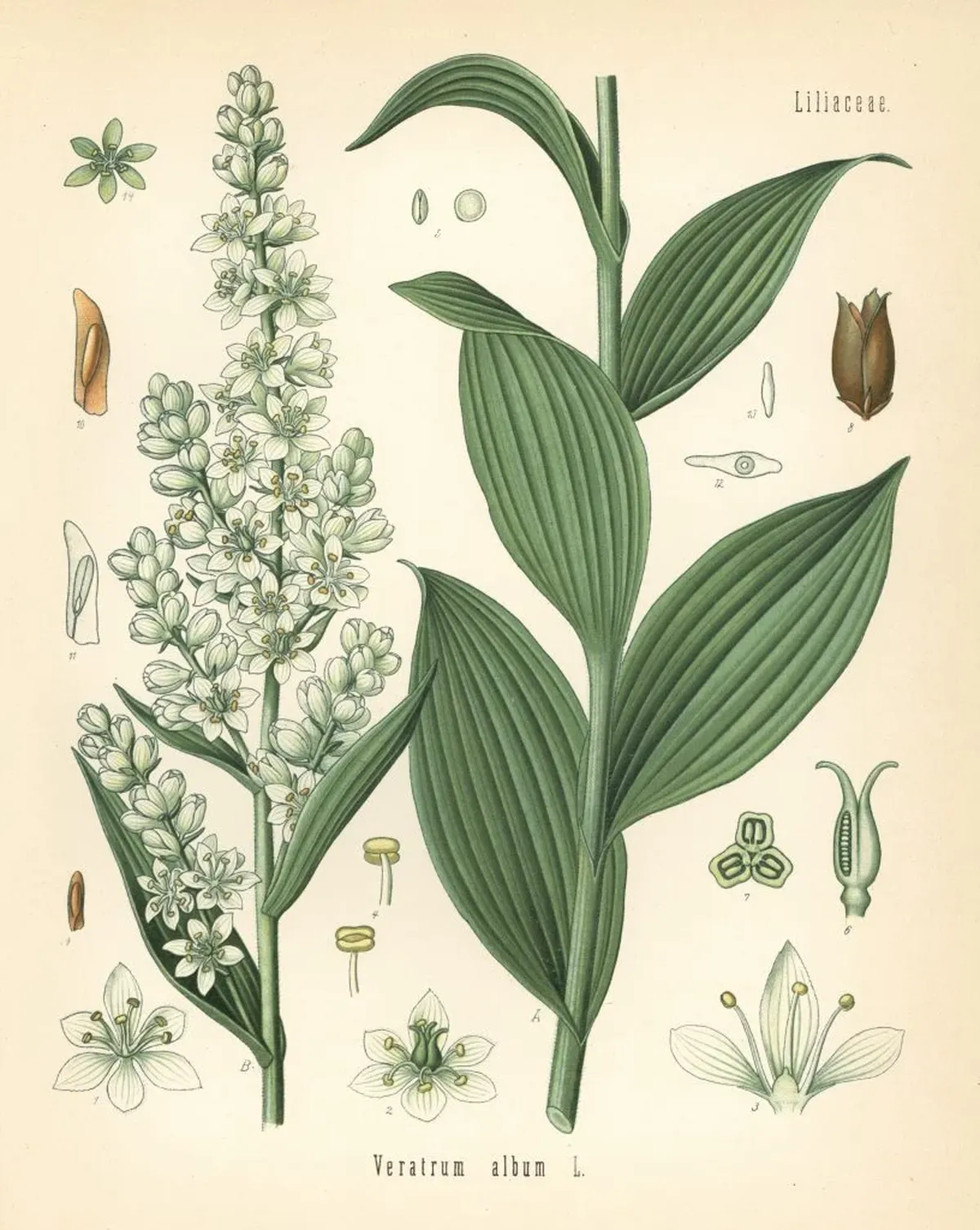 El descubrimiento marca que Calígula era adepto a estudiar las plantas. El descubrimiento marca que Calígula era adepto a estudiar las plantas.