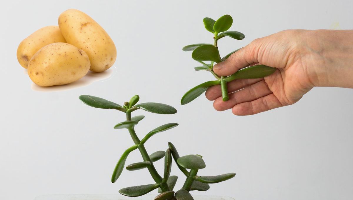 Árbol de Jade: cómo utilizar la cáscara de papa para que la planta florezca