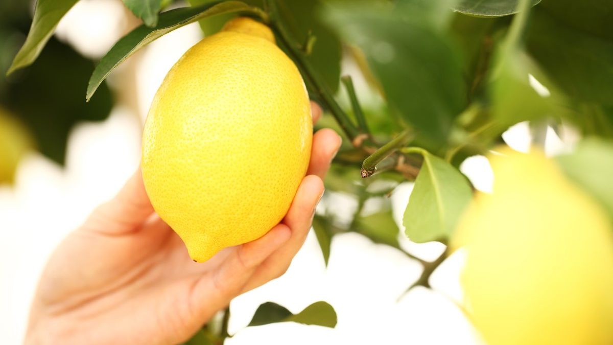 Truco para cultivar un limonero en maceta