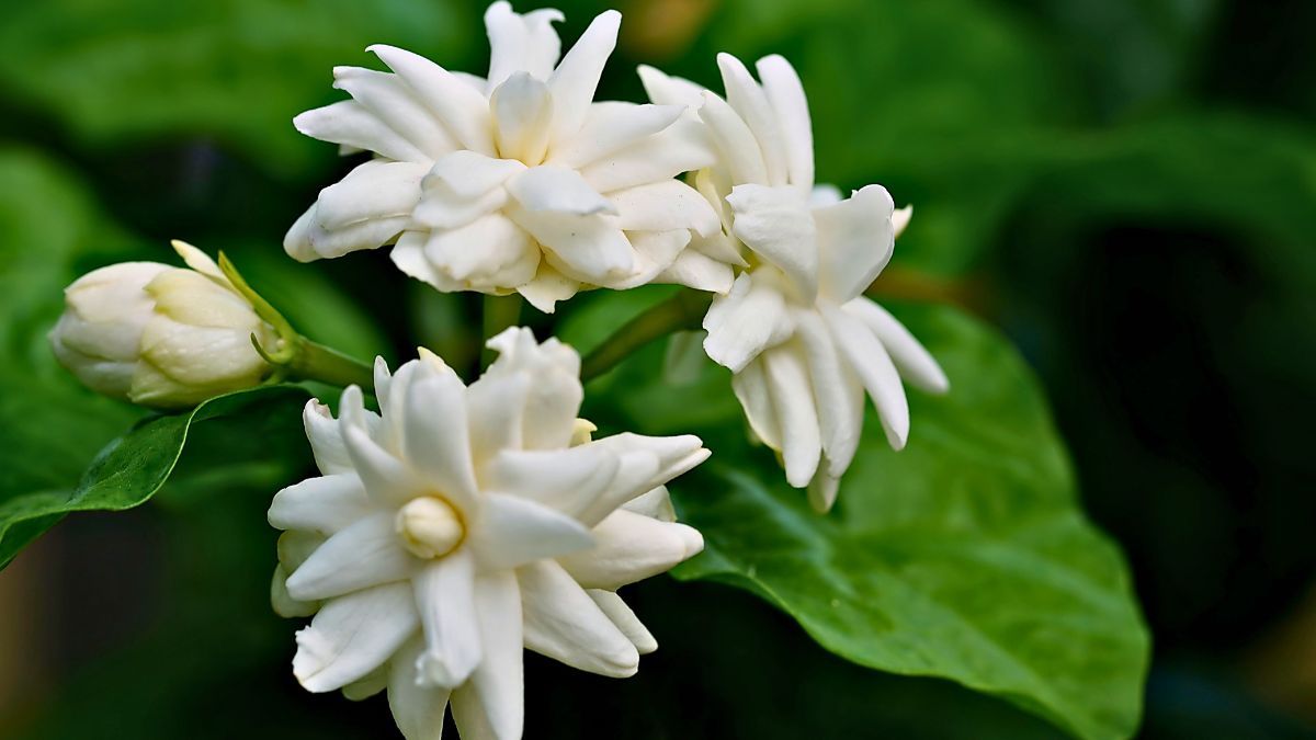 La flor de jazmín es la parte más aromática de la planta. ¿Sabías que a partir de ella puedes crear un árbol de jazmín? La flor de jazmín es la parte más aromática de la planta. ¿Sabías que a partir de ella puedes crear un árbol de jazmín?